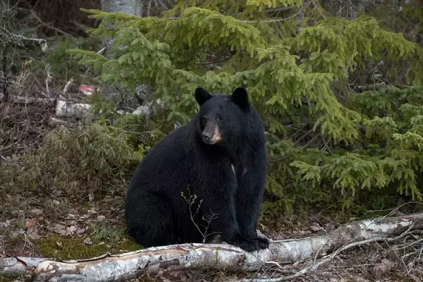 勇敢な「番猫」に賞賛の声　小さな「タキシード猫」が、侵入してきたクマを追い払う　カナダ