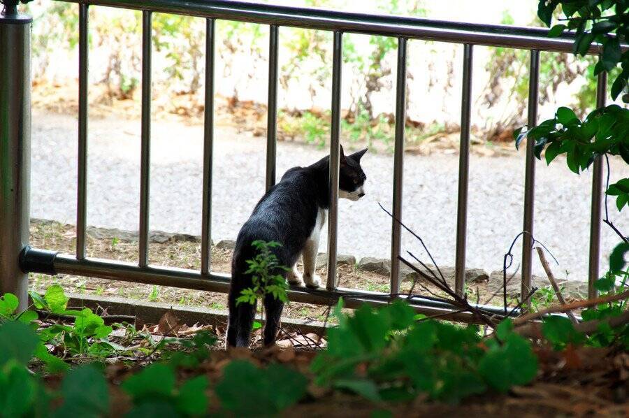 勇敢な「番猫」に賞賛の声　小さな「タキシード猫」が、侵入してきたクマを追い払う　カナダ