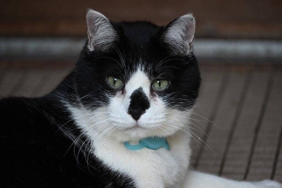 勇敢な「番猫」に賞賛の声　小さな「タキシード猫」が、侵入してきたクマを追い払う　カナダ