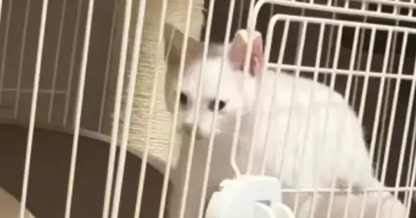 扉は閉まっているのに『ケージの外に出ていた子猫』→なぜだろうと思っていると…衝撃的な瞬間が74万再生「予想を超えてきた」「すごい」