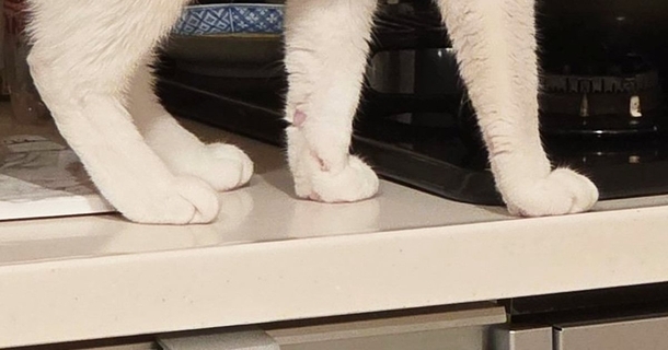 ササミを茹でた後、鍋を置いて冷ましていたら→『猫』が近付いてきて…驚きの光景に16万いいね「豪快すぎるｗ」「名案だね」と大反響