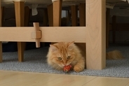 猫があなたを『遊びに誘っている』ときにみせるサイン3つ　実は見逃しているかも？猫が喜ぶ応え方まで