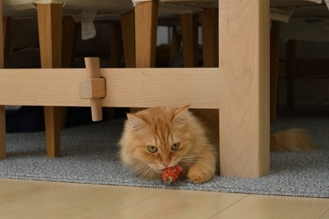 猫があなたを『遊びに誘っている』ときにみせるサイン3つ　実は見逃しているかも？猫が喜ぶ応え方まで