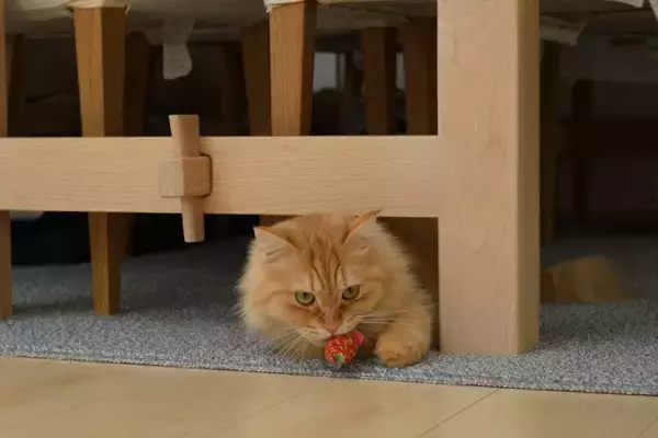 猫があなたを『遊びに誘っている』ときにみせるサイン3つ　実は見逃しているかも？猫が喜ぶ応え方まで