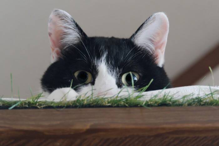 猫があなたを『遊びに誘っている』ときにみせるサイン3つ　実は見逃しているかも？猫が喜ぶ応え方まで