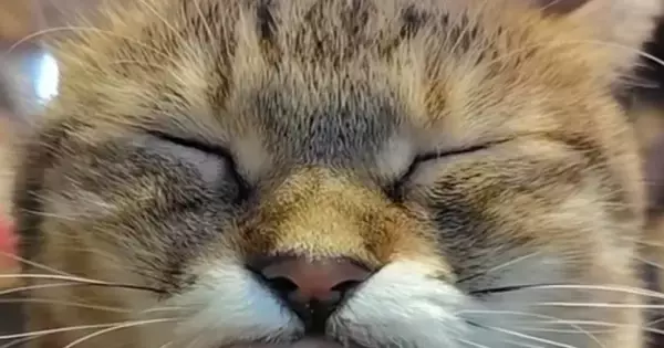 電車が止まって『猫と過ごすことになった飼い主』→指を差し出すと…幸せあふれる光景に「至福の時間だね」「最高やないか」と27万表示