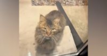 職場に突然現れた『人懐っこい野良猫』→ガラス越しに何かを訴えるように鳴いてきて…『泣ける話』に「なんて素敵なの」「涙が出ちゃった」の声