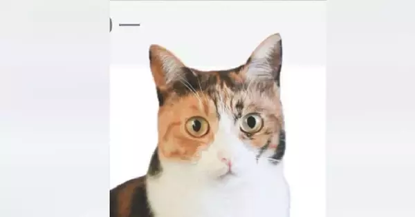 愛猫が『仕事用チャット』でメッセージを送信してしまった結果…思わず爆笑の『珍事件』に７万いいね「送信は上級者」「すごいねーｗ」