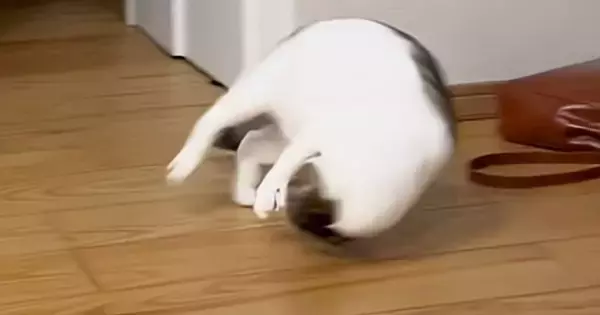 何かに狙いを定めた猫→勢いよく走り出すと、『次の瞬間』…まさかの『動き』が170万再生「まるでスタントマン」「回転レシーブみたいｗ」
