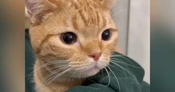 『嫌なことがあった様子の猫』→飼い主の腕の中に頭を埋めると…まさかの光景が143万再生「人吸いしてるｗ」「猫の世界も大変なんだね」