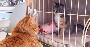 保護された『新入り子猫』に先住猫が見せた『優しすぎる対応』…あまりにも尊い光景に感動の声「素敵なイケにゃん」「愛されて育ったからだね」