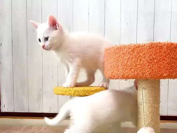 生後39日の子猫たち→遊んでいる様子を見ていると…まるで早送りのような『素早い動き』に反響「可愛くて笑った」「立派に成長したねｗ」