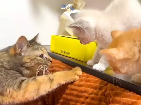 ２匹の保護子猫→先住猫と初対面したら、顔を近づけて…微笑ましい『ごあいさつの光景』に反響「優しさがとんでもない」「もう寂しくないね」
