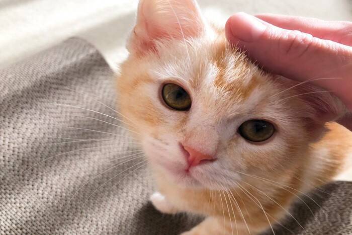 猫が『あなたの愛情』を受け取っているときのサイン5つ　幸せを感じている証？絆をより深める応え方も