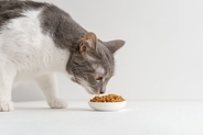 猫が『自律神経失調症』になると表れる症状4つ　治療法はあるの？飼い主にできる対処法とは