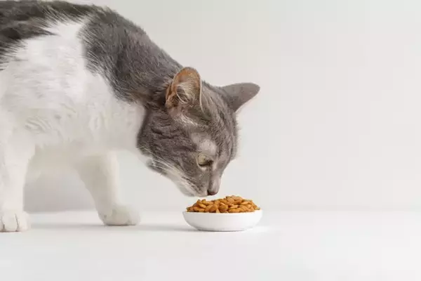 猫が『自律神経失調症』になると表れる症状4つ　治療法はあるの？飼い主にできる対処法とは