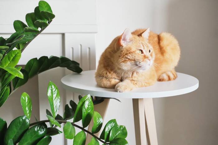 猫が『自律神経失調症』になると表れる症状4つ　治療法はあるの？飼い主にできる対処法とは