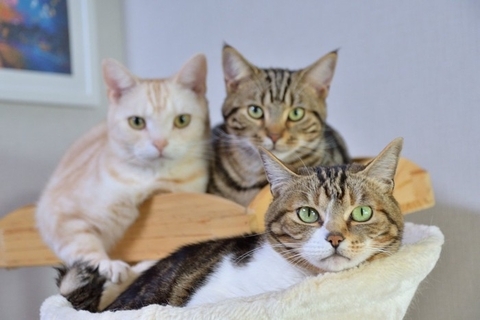 猫を多頭飼育するとき『適切な頭数』はどれくらい？家庭ごとに異なるポイントや検討すべきこと5つ