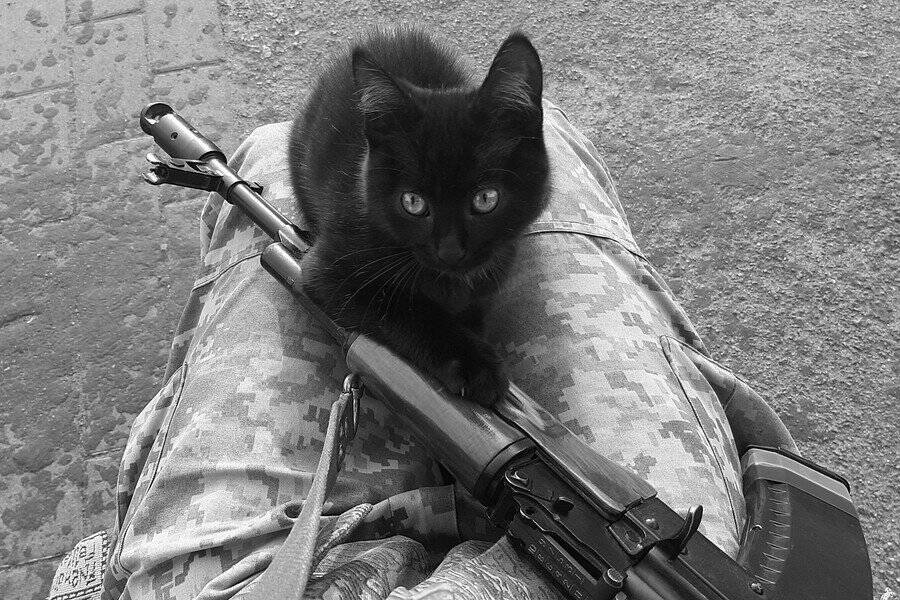兵士たちを慰め、「戦時マスコット」として大活躍した猫たち　米国ほか