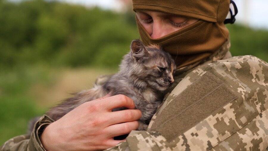兵士たちを慰め、「戦時マスコット」として大活躍した猫たち　米国ほか