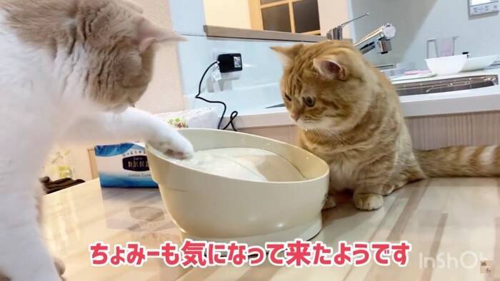 ちゃんみー様確認用 とりこし