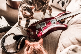 猫と『音楽』にまつわる3つの話　猫が特に好むジャンルは？専用の音楽があるって本当？