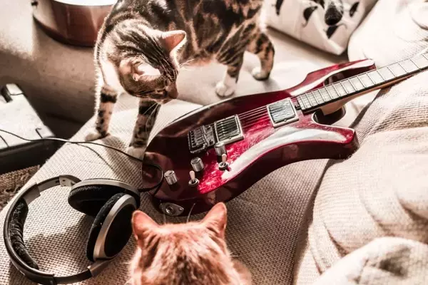 猫と『音楽』にまつわる3つの話　猫が特に好むジャンルは？専用の音楽があるって本当？