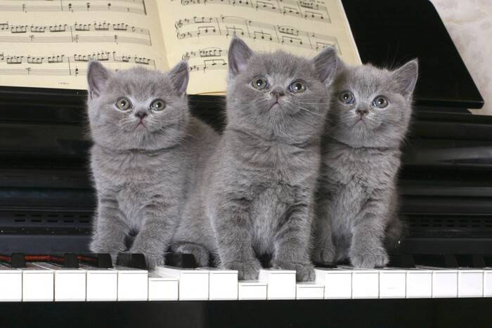 猫と『音楽』にまつわる3つの話　猫が特に好むジャンルは？専用の音楽があるって本当？