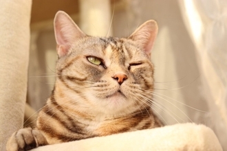 猫が『親友』と感じている人にする3つの行動　愛猫との信頼関係を深めるコツも