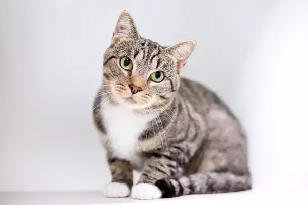 猫が『首をかしげている』ときの理由4選　どんな意味があるの？病気やトラブルのサインも