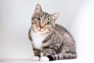 猫が『首をかしげている』ときの理由4選　どんな意味があるの？病気やトラブルのサインも