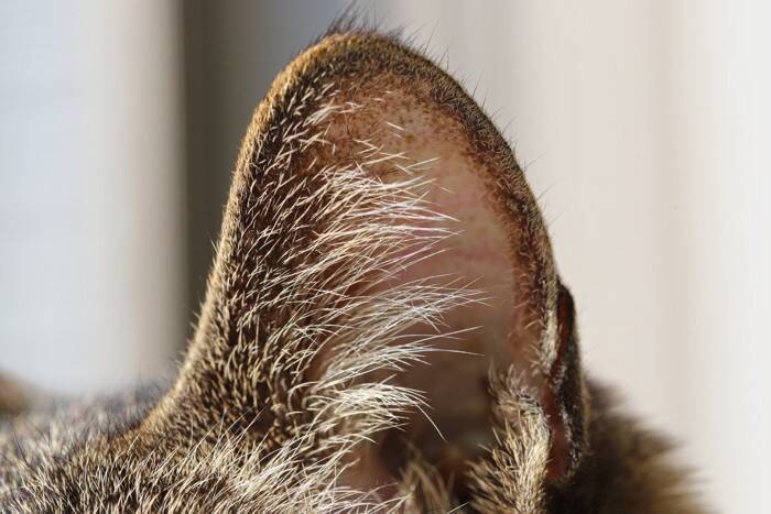 猫が『首をかしげている』ときの理由4選　どんな意味があるの？病気やトラブルのサインも