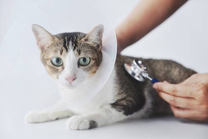 猫が『首をかしげている』ときの理由4選　どんな意味があるの？病気やトラブルのサインも