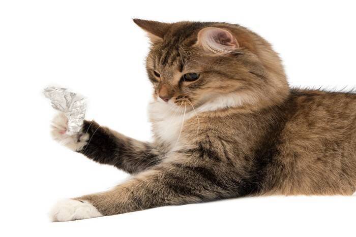 猫の遊び道具にしてはいけない『危険な物』4つ　思いがけないトラブルを引き起こす可能性も