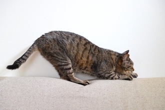 猫がやりがちな『八つ当たり』行動3選　攻撃的になる理由や機嫌が悪いときの対処法