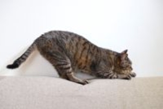 猫がやりがちな『八つ当たり』行動3選　攻撃的になる理由や機嫌が悪いときの対処法