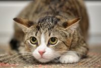 猫が『降参』しているときにみせる行動4つ　負けを認める要因や心理も解説