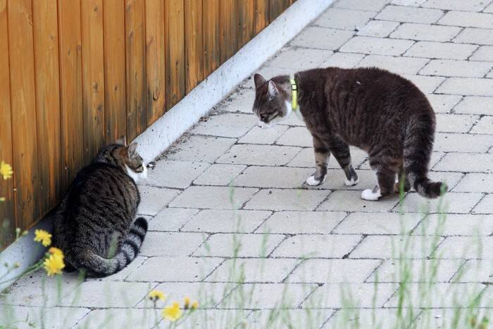 猫が『降参』しているときにみせる行動4つ　負けを認める要因や心理も解説