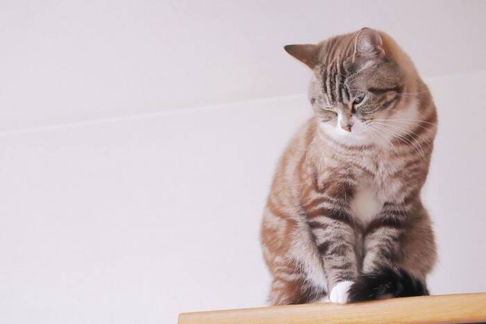 猫が『降参』しているときにみせる行動4つ　負けを認める要因や心理も解説