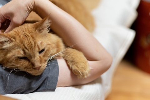 猫が『飼い主の腕の中』で寝ようとする理由4つ　腕枕を好む意味や終え方のコツ