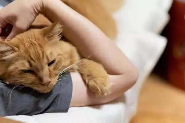 猫が『飼い主の腕の中』で寝ようとする理由4つ　腕枕を好む意味や終え方のコツ