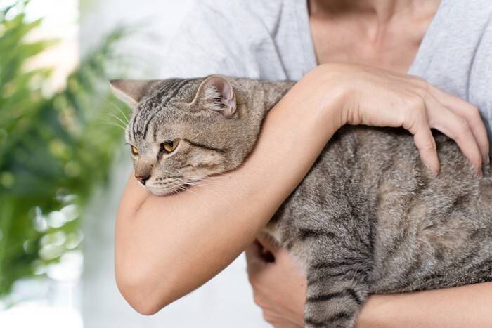 猫が『飼い主の腕の中』で寝ようとする理由4つ　腕枕を好む意味や終え方のコツ