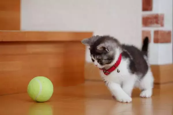 猫を夢中にさせる『ひとり遊び』の方法5選　取り入れるべき理由も解説