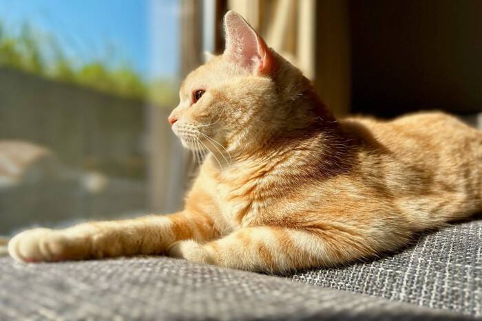 猫を夢中にさせる『ひとり遊び』の方法5選　取り入れるべき理由も解説