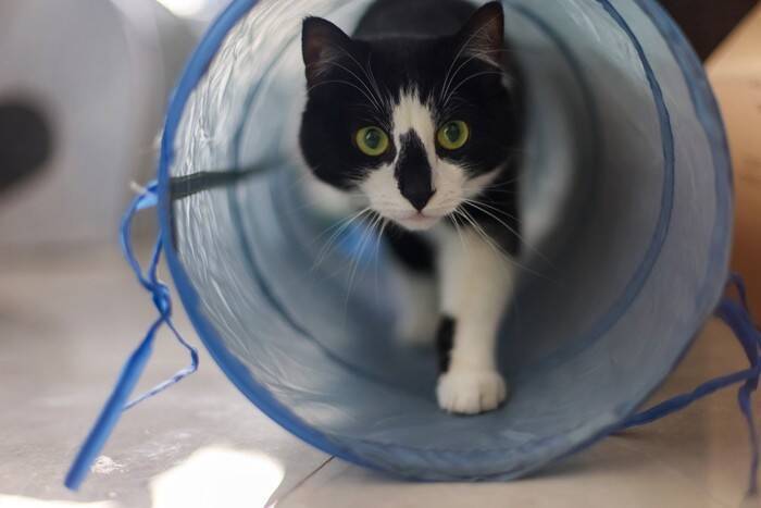 猫を夢中にさせる『ひとり遊び』の方法5選　取り入れるべき理由も解説