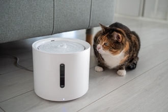 猫が『水分不足』になっているサイン4つ　見逃せない理由から取るべき対処法