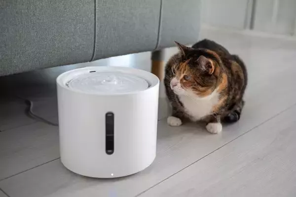 猫が『水分不足』になっているサイン4つ　見逃せない理由から取るべき対処法