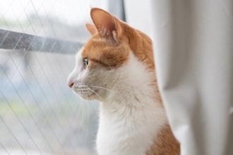 お家の中で起こりうる『猫の落下事故』3選　危険なスポットから対策方法まで