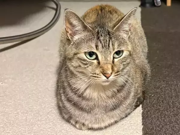 猫が『新しい敷物』に夢中になる理由4つ　上に乗りたがる心理や目的も解説