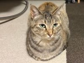 猫が『新しい敷物』に夢中になる理由4つ　上に乗りたがる心理や目的も解説